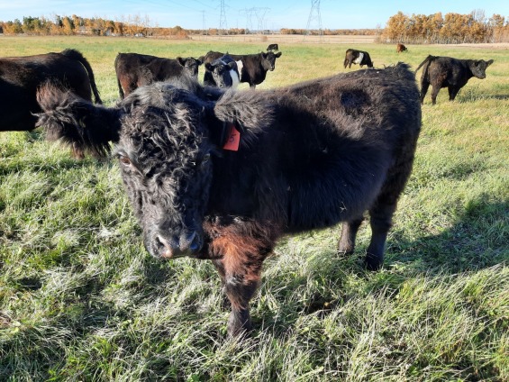 West Haven Galloway's -Winter